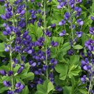 Blue False Indigo Baptisia australis 100 Seeds Blue False Indigo Baptisia australis 100 Seeds