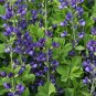 Blue False Indigo Baptisia australis 100 Seeds