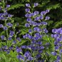 Blue False Indigo Baptisia australis 100 Seeds