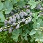 Blue False Indigo Baptisia australis 100 Seeds