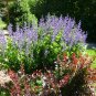 Blue False Indigo Baptisia australis 100 Seeds