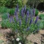 Blue False Indigo Baptisia australis 100 Seeds