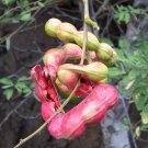 Manila Tamarind 10 Seeds Pithecellobium dulce Manila Tamarind 10 Seeds Pithecellobium dulce