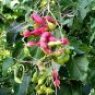 Manila Tamarind 10 Seeds Pithecellobium dulce