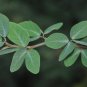 Manila Tamarind 10 Seeds Pithecellobium dulce