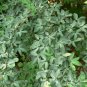 Manila Tamarind 10 Seeds Pithecellobium dulce