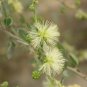 Manila Tamarind 10 Seeds Pithecellobium dulce