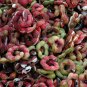 Manila Tamarind 10 Seeds Pithecellobium dulce