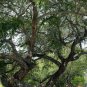 Manila Tamarind 10 Seeds Pithecellobium dulce