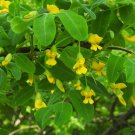 Siberian Pea Tree Caragana arborescens 100 Seeds Siberian Pea Tree Caragana arborescens 100 Seeds