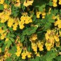 Siberian Pea Tree Caragana arborescens 100 Seeds