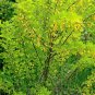 Siberian Pea Tree Caragana arborescens 100 Seeds