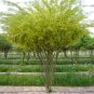 Siberian Pea Tree Caragana arborescens 100 Seeds