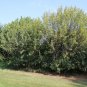 Siberian Pea Tree Caragana arborescens 100 Seeds