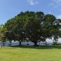 West Indian Laurel Fig Ficus americana 100 Seeds
