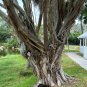 West Indian Laurel Fig Ficus americana 100 Seeds