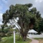 West Indian Laurel Fig Ficus americana 100 Seeds