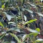 West Indian Laurel Fig Ficus americana 100 Seeds