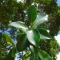 West Indian Laurel Fig Ficus americana 100 Seeds