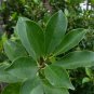 West Indian Laurel Fig Ficus americana 100 Seeds