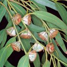 Southern Blue Gum Eucalyptus globulus 20 Seeds Southern Blue Gum Eucalyptus globulus 20 Seeds