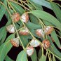 Southern Blue Gum Eucalyptus globulus 20 Seeds