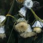 Southern Blue Gum Eucalyptus globulus 20 Seeds