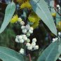 Southern Blue Gum Eucalyptus globulus 20 Seeds