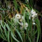 Southern Blue Gum Eucalyptus globulus 20 Seeds
