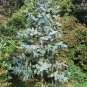 Southern Blue Gum Eucalyptus globulus 20 Seeds