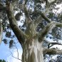 Southern Blue Gum Eucalyptus globulus 20 Seeds