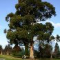 Southern Blue Gum Eucalyptus globulus 20 Seeds
