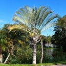 Triangle Palm Neodypsis decaryi 10 Seeds Triangle Palm Neodypsis decaryi 10 Seeds