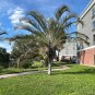 Triangle Palm Neodypsis decaryi 10 Seeds