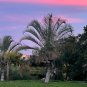 Triangle Palm Neodypsis decaryi 10 Seeds