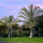 Triangle Palm Neodypsis decaryi 10 Seeds