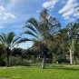 Triangle Palm Neodypsis decaryi 10 Seeds