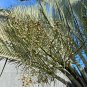 Triangle Palm Neodypsis decaryi 10 Seeds