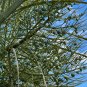 Triangle Palm Neodypsis decaryi 10 Seeds