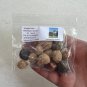 Triangle Palm Neodypsis decaryi 10 Seeds