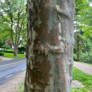 Sycamore 100 Seeds Platanus acerifolia Sycamore 100 Seeds Platanus acerifolia