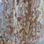 Sycamore 100 Seeds Platanus acerifolia