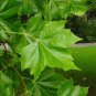 Sycamore 100 Seeds Platanus acerifolia