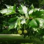 Sycamore 100 Seeds Platanus acerifolia