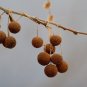 Sycamore 100 Seeds Platanus acerifolia