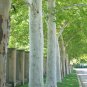 Sycamore 100 Seeds Platanus acerifolia