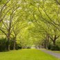 Sycamore 100 Seeds Platanus acerifolia