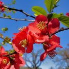 Japanese Quince Chaenomeles japonica 100 Seeds Japanese Quince Chaenomeles japonica 100 Seeds