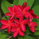 Red Frangipani Plumeria rubra 10 Seeds Red Frangipani Plumeria rubra 10 Seeds