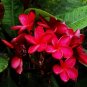 Red Frangipani Plumeria rubra 10 Seeds